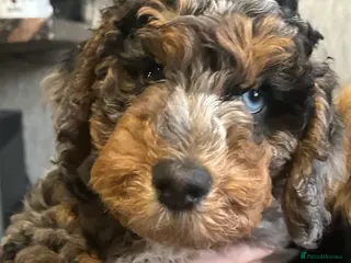 Cockapoo dogs Stunning male Merle F2 cockapoo puppy - Advert 9