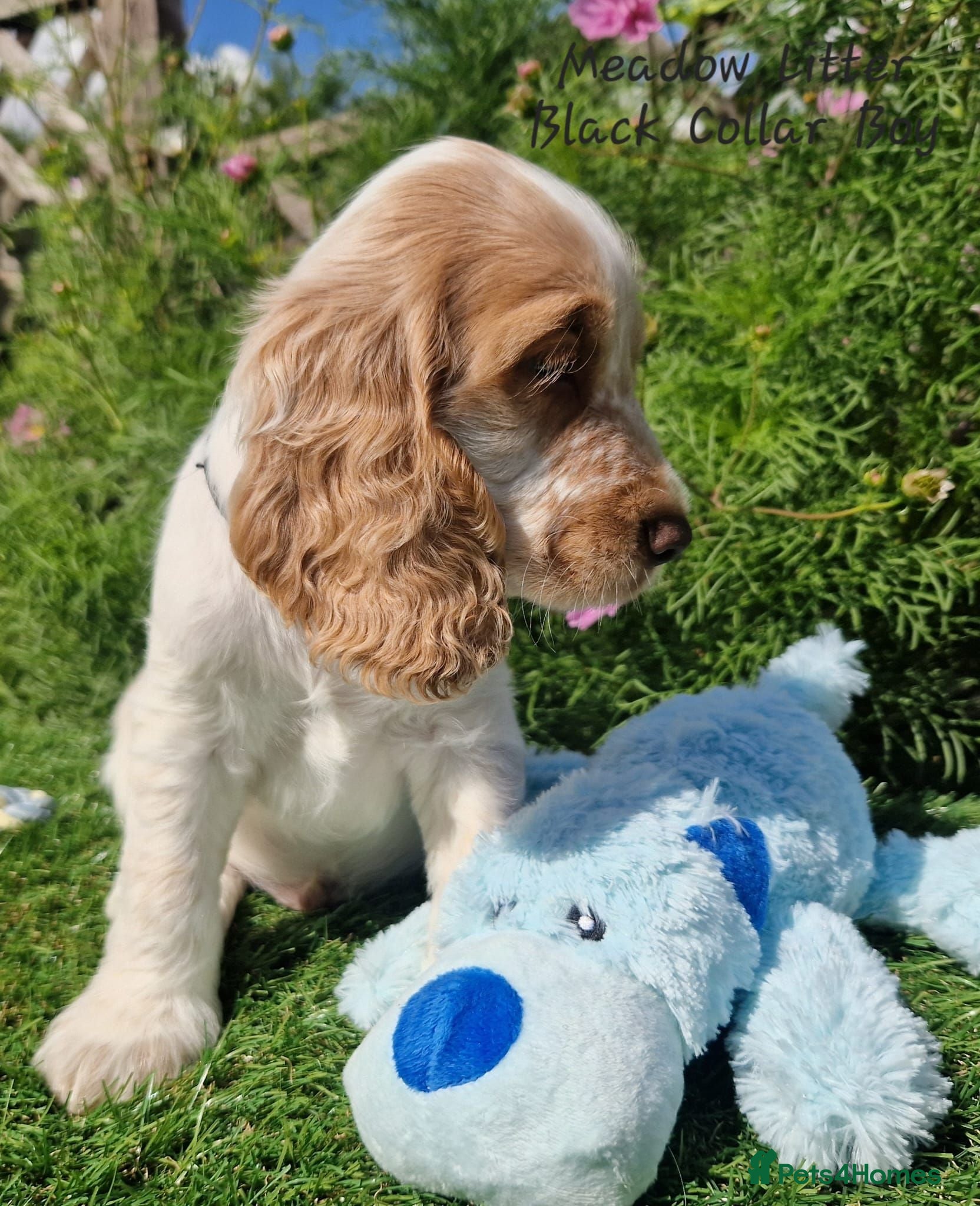 Cocker Spaniel dogs Pedigree Cocker Spaniel Puppies  - Advert 2
