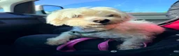 Mixed Breed dogs for adoption: Lucky The Little Dog Who Refused to Give Up  - Advert 5