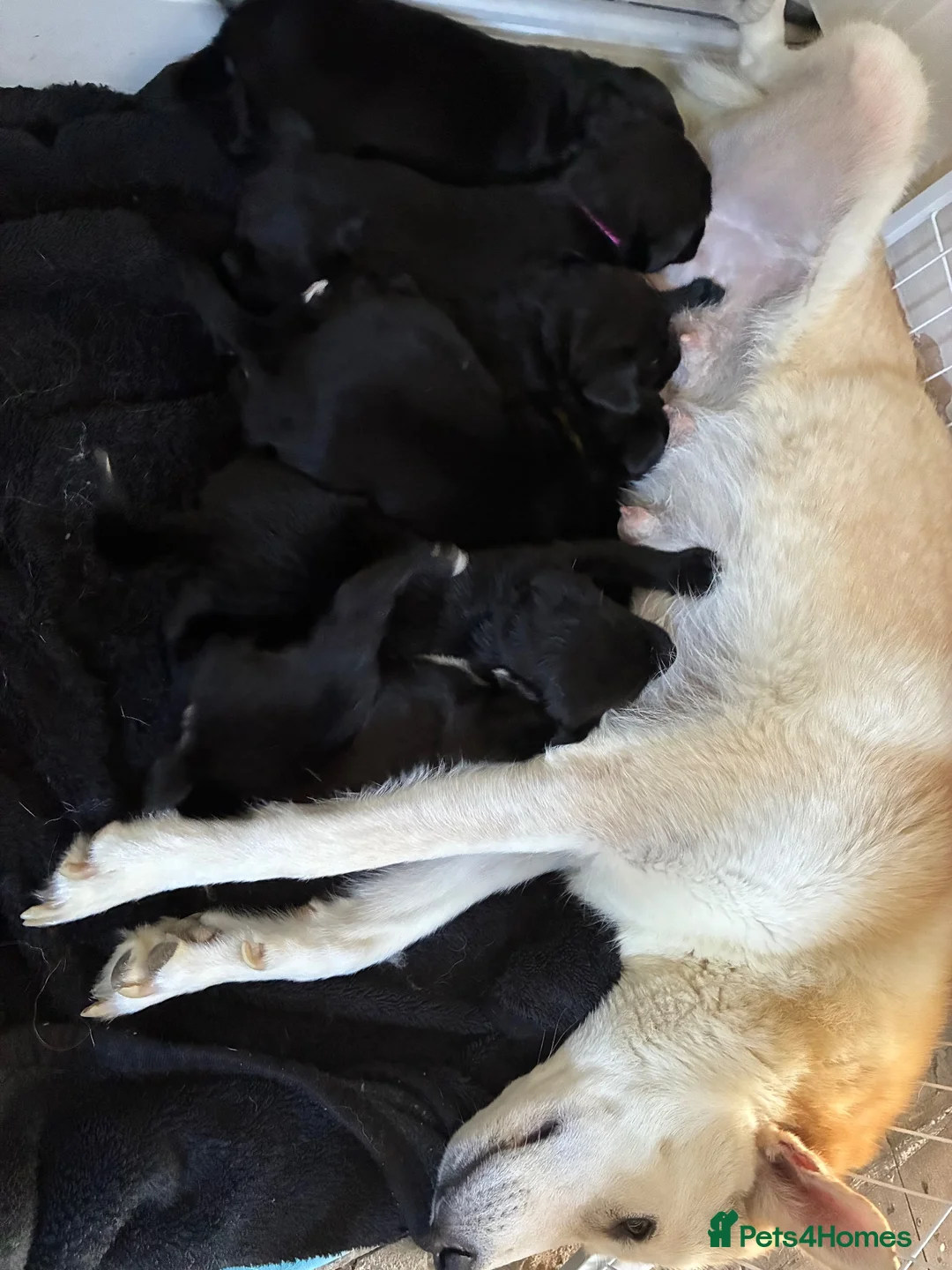 Mixed Breed dogs for sale: Husky x Pomsky x English Springer Spaniel - Advert 1