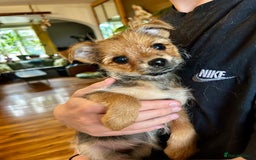 Mixed Breed dogs for sale: Healthy happy puppies Pomeranian Yorkshire Terrier - Image 9