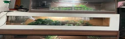 Mixed Breed reptiles for sale: 2 geckos 3 snakes  - Advert 7
