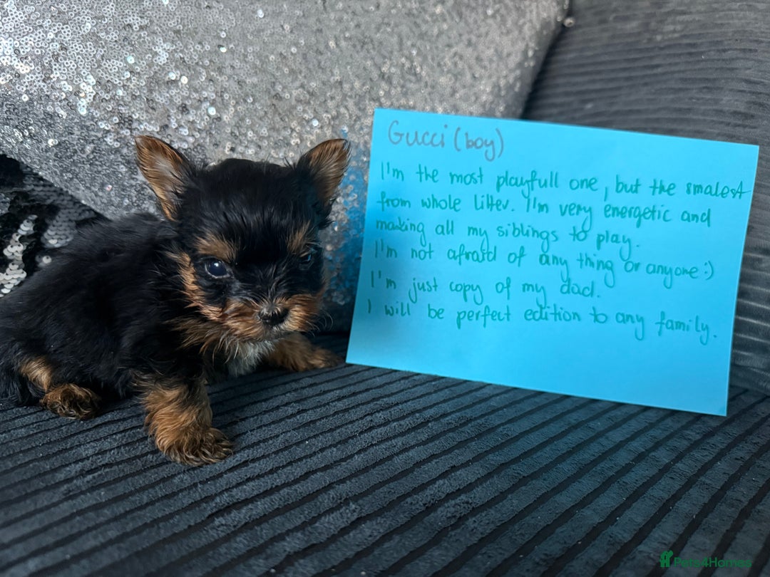 Yorkshire Terrier dogs for sale: Miniature Yorkshire terrier puppies  - Image 13