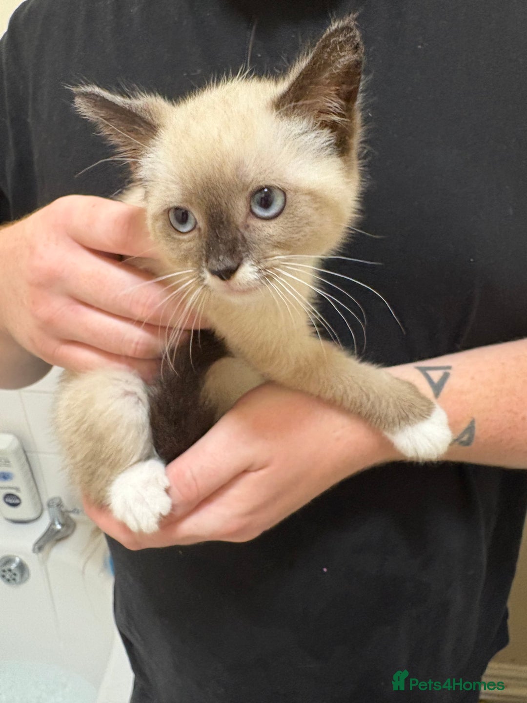 Mixed Breed cats for sale: Female kitten  - Image 4