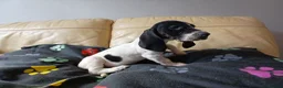 Mixed Breed dogs for sale: KC Basset Hound x KC German Shorthaired Pointer  - Advert 7