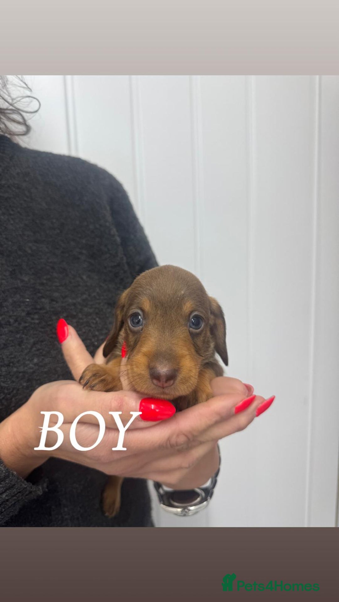 Miniature Dachshund dogs for sale: miniature dachshund - Advert 2