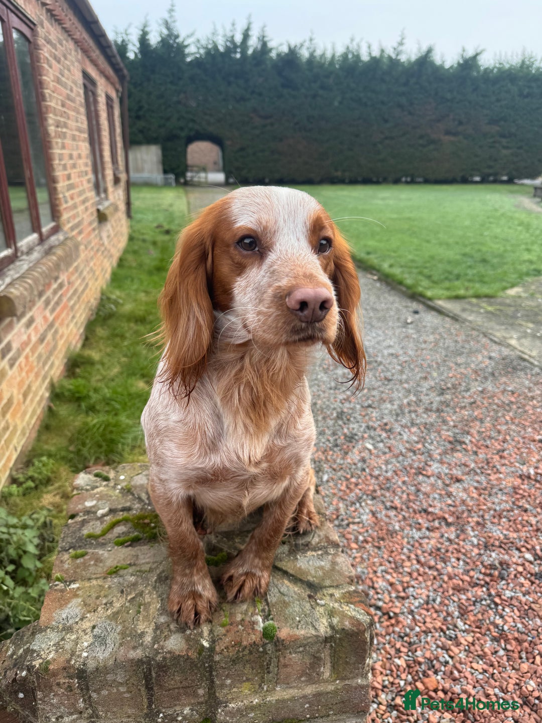 Cocker Spaniel dogs for stud: Working cocker spaniel for stud  - Advert 4