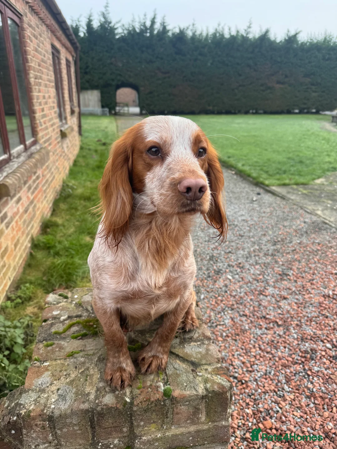 Cocker Spaniel dogs for stud: Working cocker spaniel for stud  - Advert 4