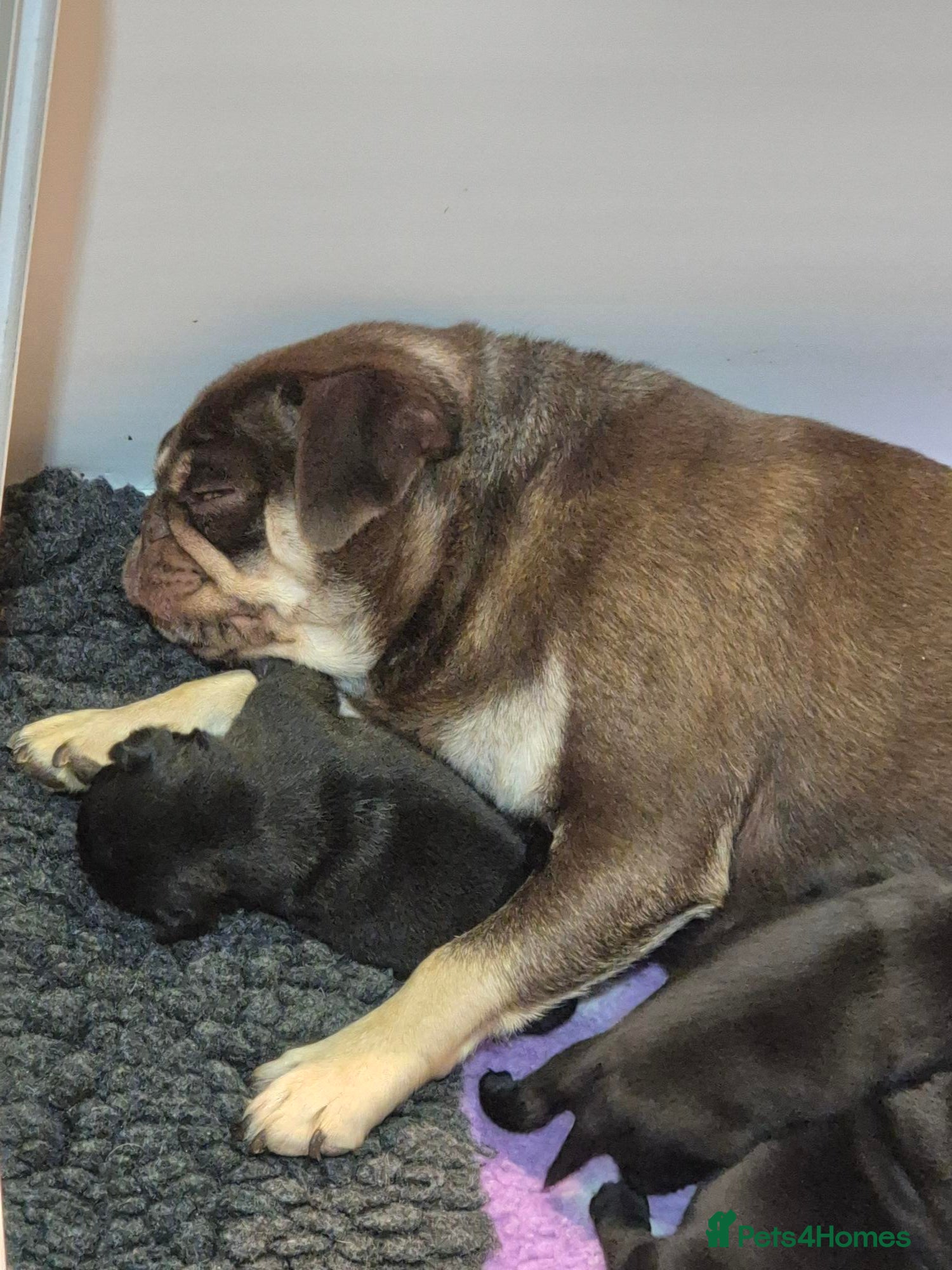Pug dogs 5* Council license Breeder of 5 stunning pups. - Advert 20