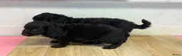 Doxiepoo dogs for sale: Daxiepoo boys  - Advert 5