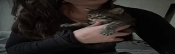 British Shorthair cats for sale: 4 Fluffy kittens  in Newport - Advert 28
