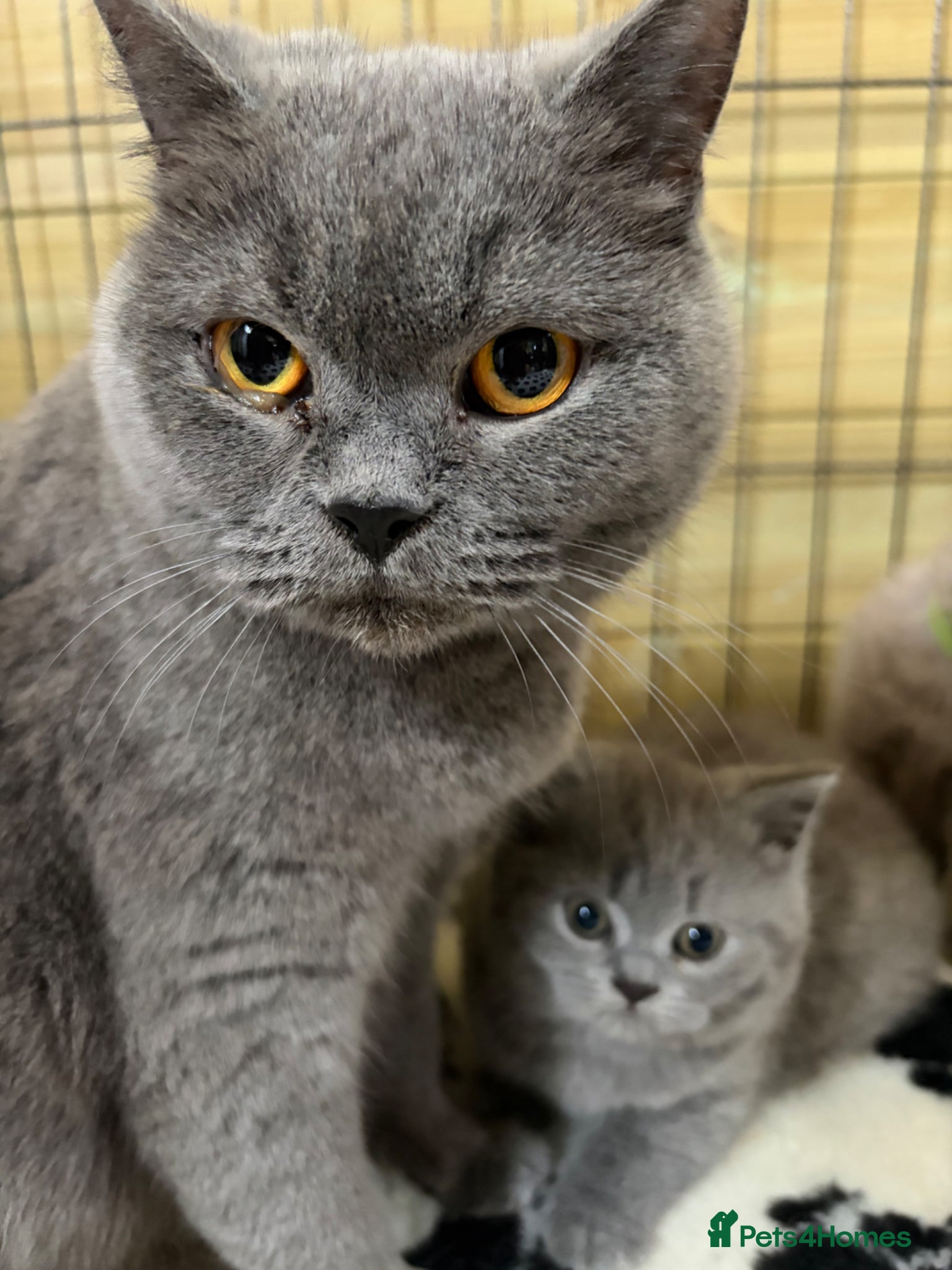 British Shorthair cats Beautiful pedigree British Shorthair kittens - Advert 5