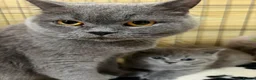 British Shorthair cats for sale: Beautiful pedigree British Shorthair kittens - Advert 5