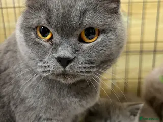 British Shorthair cats Beautiful pedigree British Shorthair kittens - Advert 5