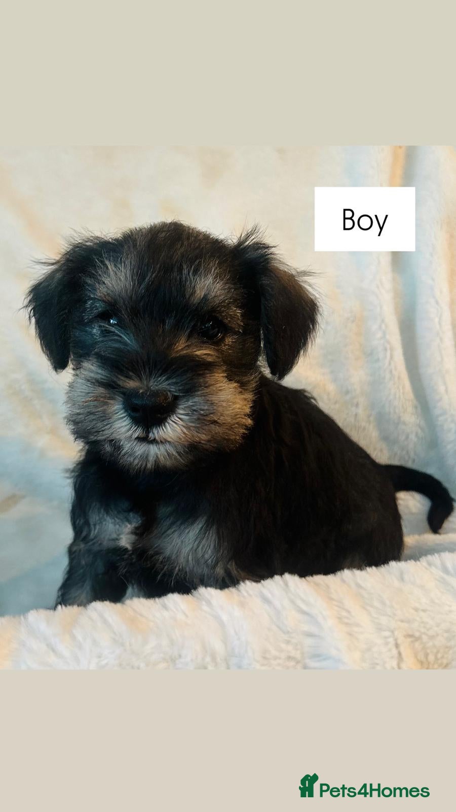 Miniature Schnauzer dogs KC registered Minature schnauzer puppies - Advert 1