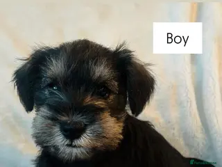 Miniature Schnauzer dogs KC registered Minature schnauzer puppies - Advert 1