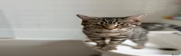 Domestic Shorthair cats for sale: Beautiful, Loving 1-Year-Old Female Cat  - Advert 3