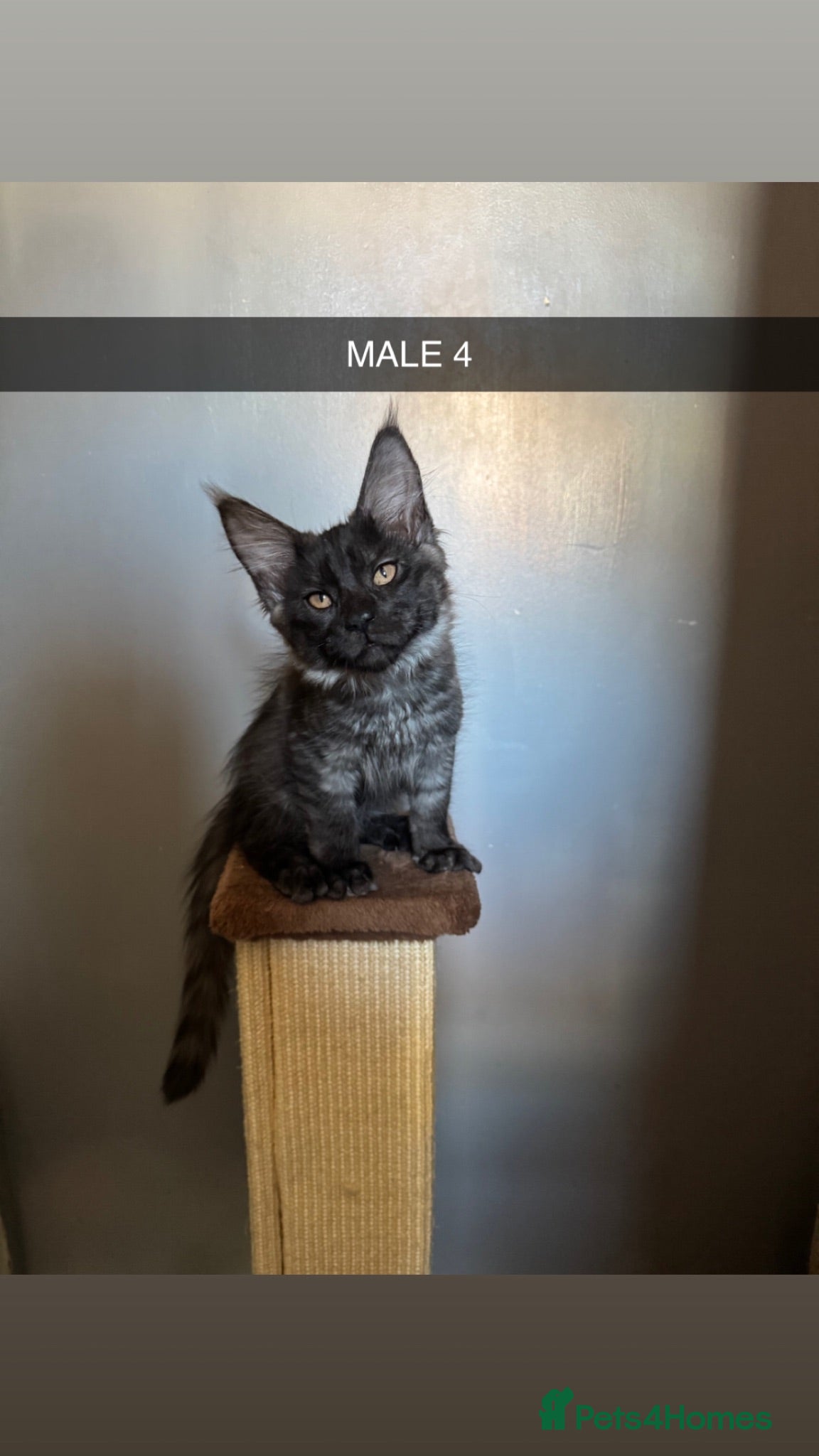 Maine Coon cats 4x maine coons for sale - Advert 2