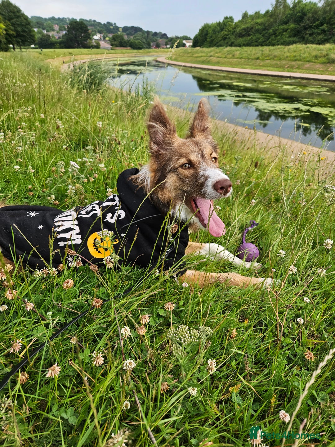 Border Collie dogs for sale: 8 Month Old Border Collie - Koa - Image 10