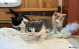 Mixed Breed cats for sale: 🐾 Adorable Kittens For Forever Homes 🐾  - Image 1