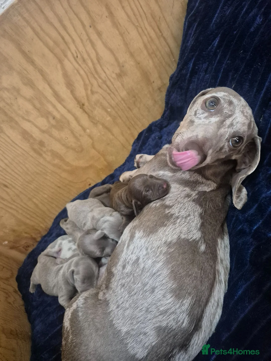 Miniature Dachshund dogs for sale: Mini Daschund  in Sheffield - Advert 1