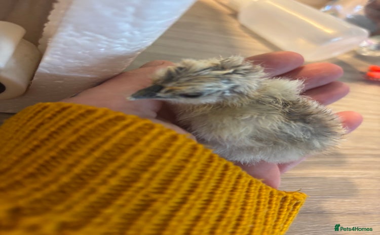 Chickens poultry - Advert 14