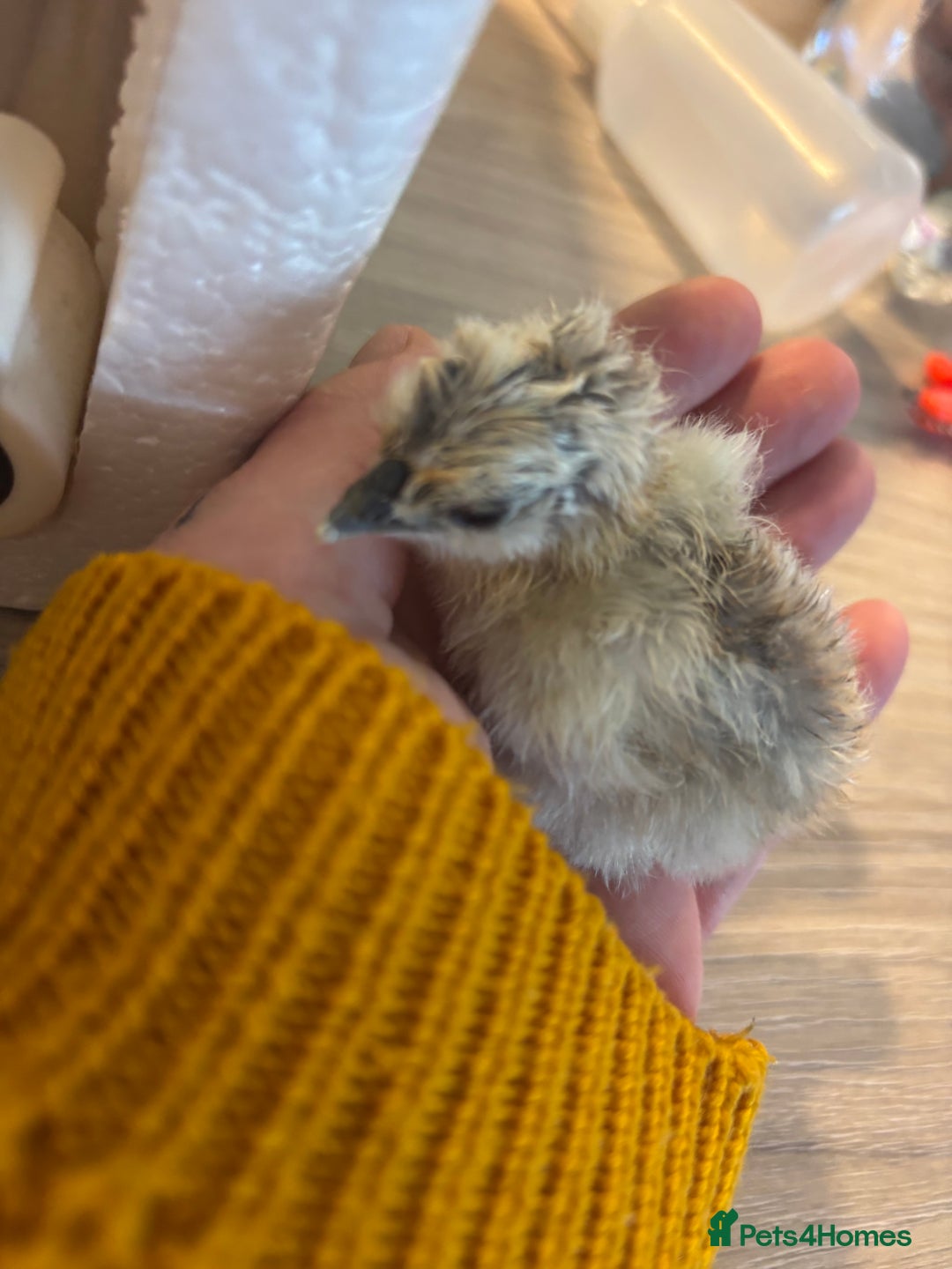 Chickens poultry for sale: Silkie chicks  - Image 2