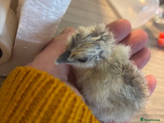 Chickens poultry - Advert 11