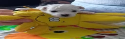 Bichon Frise dogs for sale: Bichon Frise 2 boys and 4 girls - Advert 7