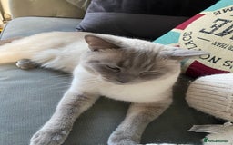 British Shorthair cats for sale: Vinnie and Tilly - Image 7