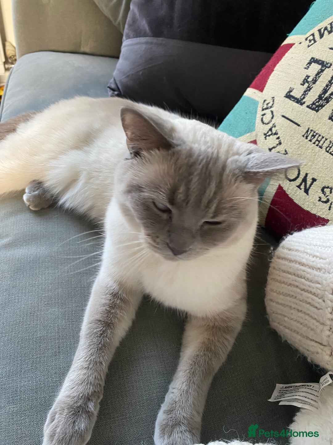 British Shorthair cats for sale: Vinnie and Tilly - Image 7
