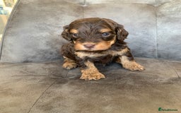 Cockapoo dogs for sale: F1 & F1b puppies. Health tested.  - Image 8