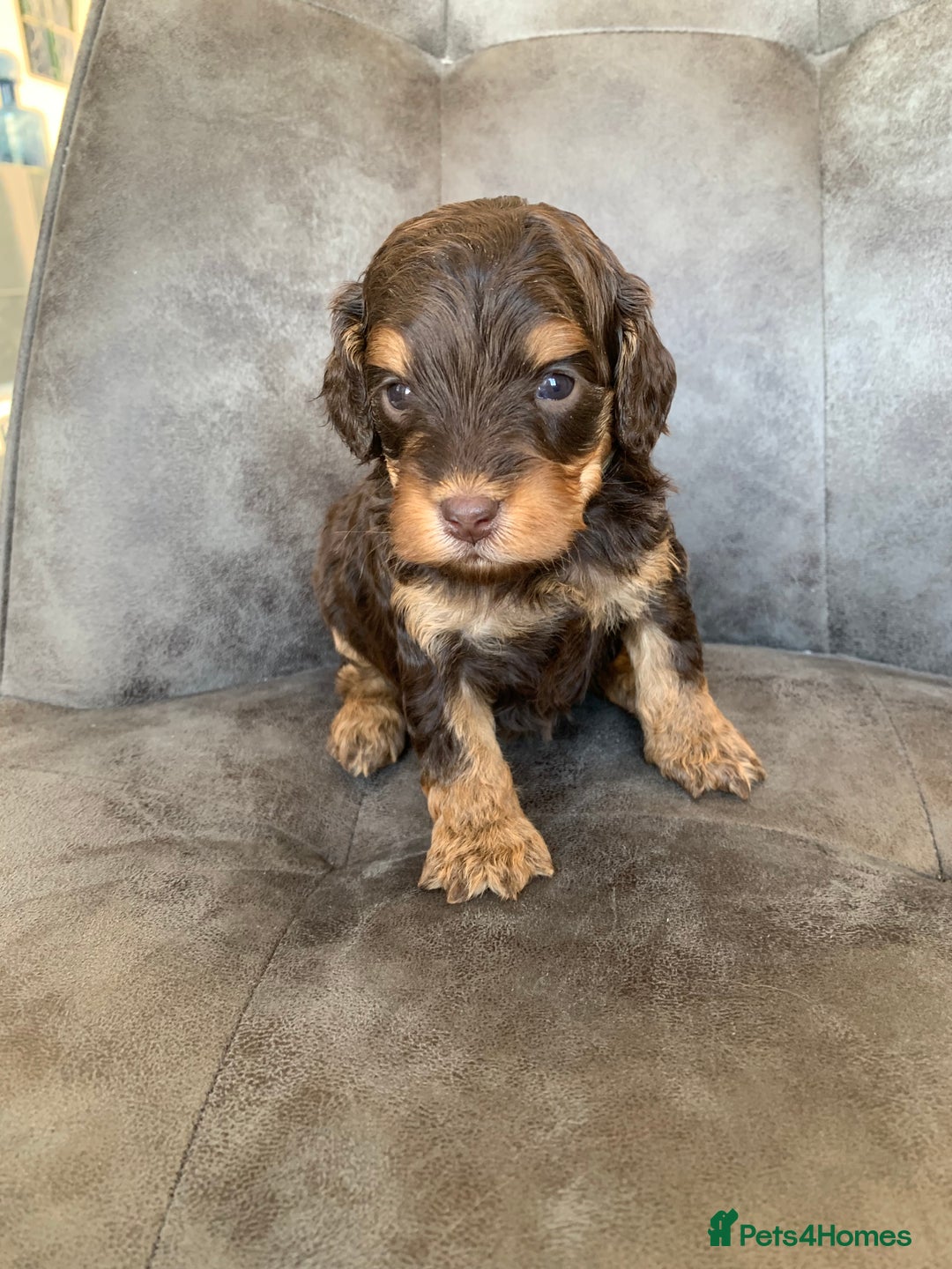 Cockapoo dogs for sale: F1 & F1b puppies. Health tested.  - Image 8