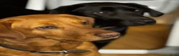 Labrador Retriever dogs for sale: Labrador Puppies – Family Raised – Dorset  in Dorchester - Advert 3
