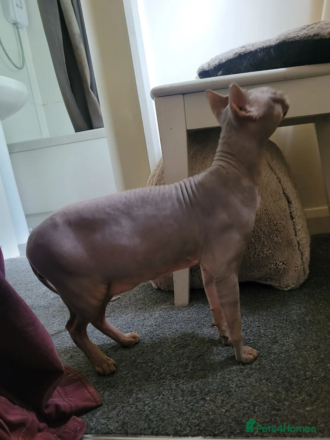 Sphynx cats for sale: Lovely boy sphynx cat in Crediton - Advert 2