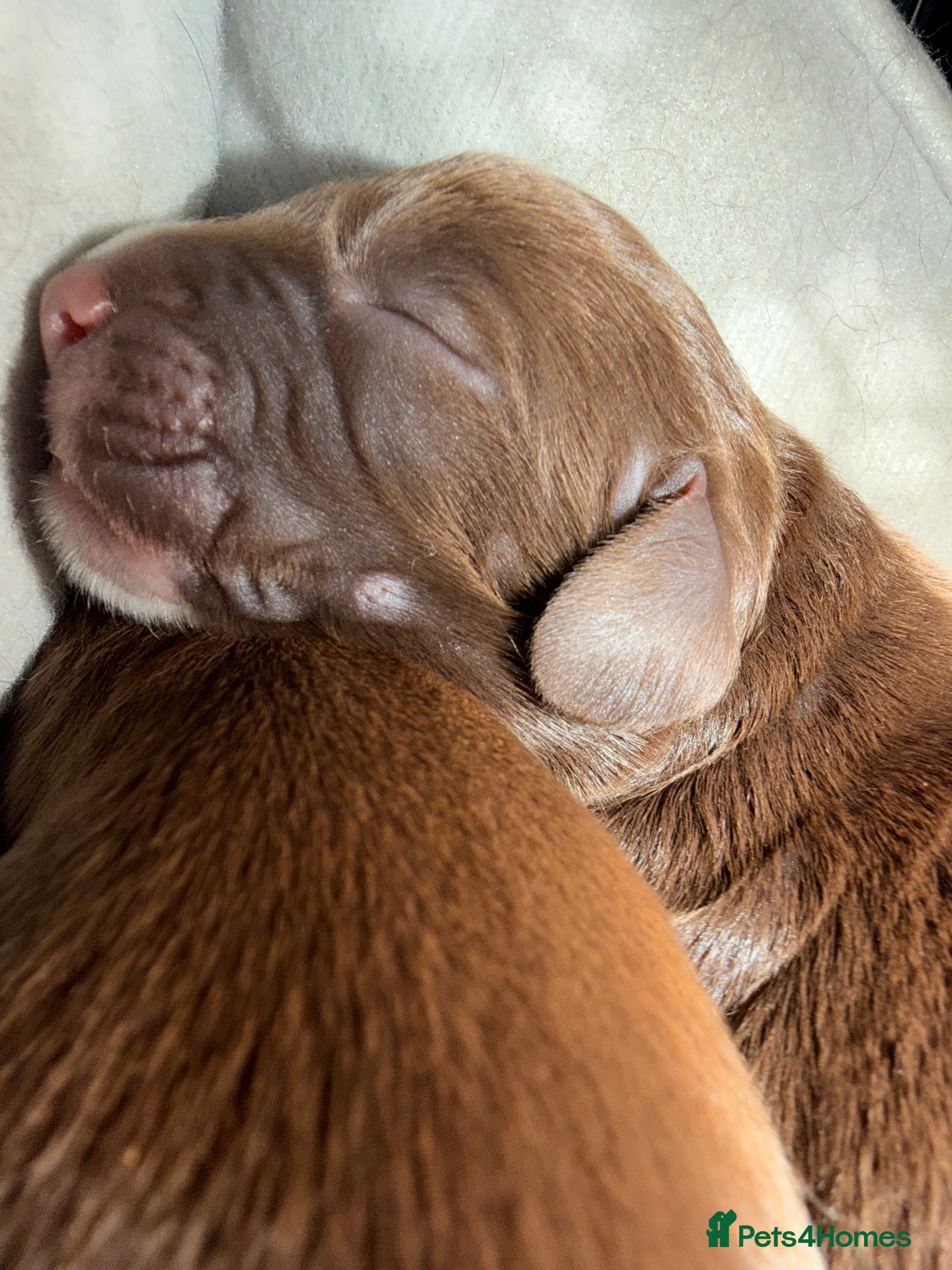 Cocker Spaniel dogs Gorgeous Male Cocker Spaniel Puppies for Sale - Advert 2