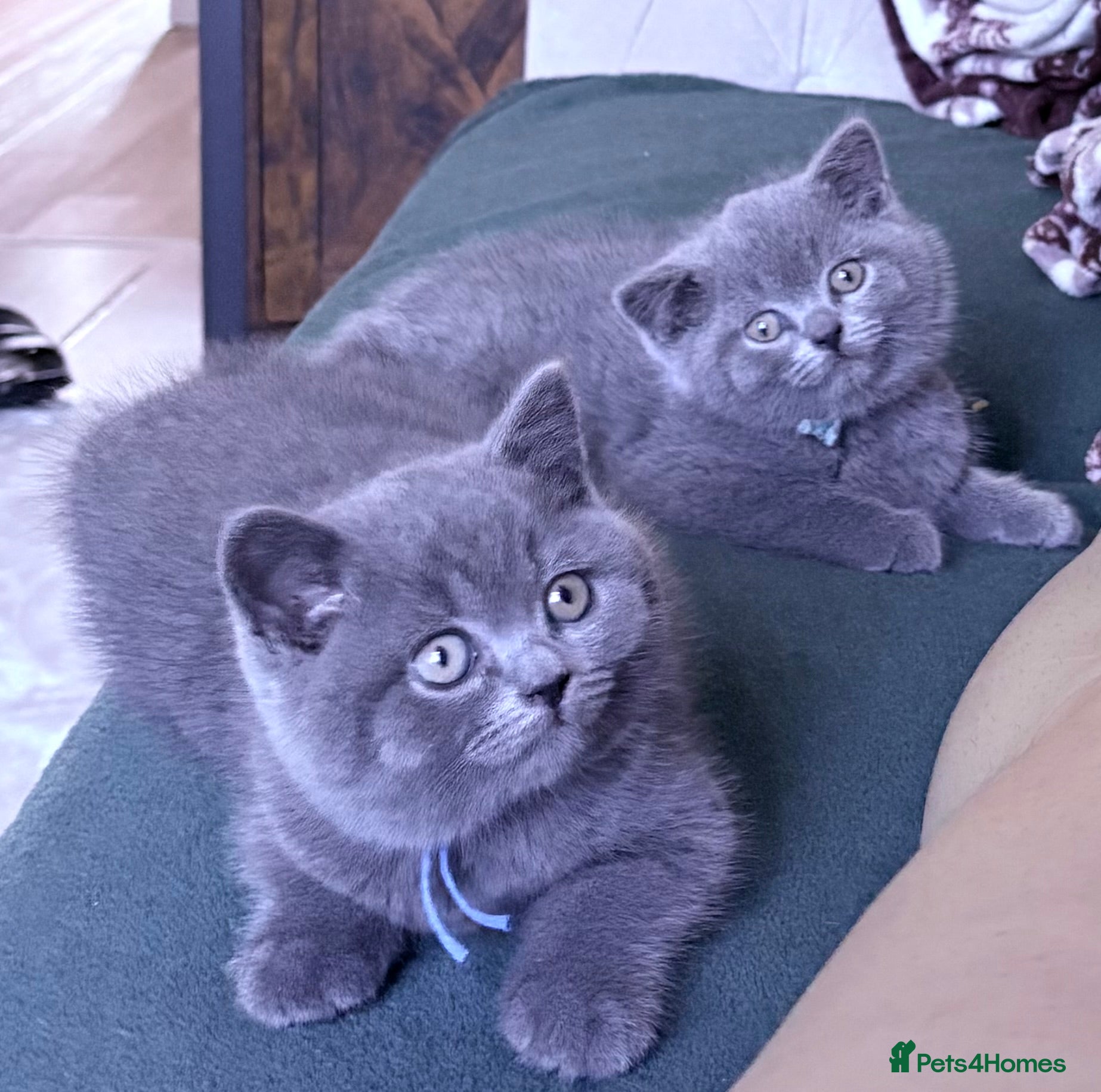 Brazilian Shorthair cats Adorable British Shorthair Kittens – - Advert 3