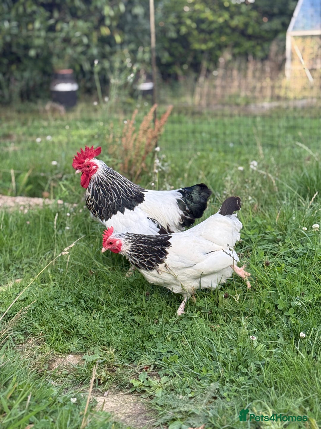Chickens poultry for sale: Light Sussex Bantam Pair  - Image 2