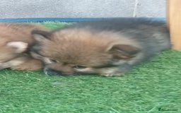 Pomeranian dogs for sale: Pomeranian fox boy dew to home falling through  in Worksop - Image 13