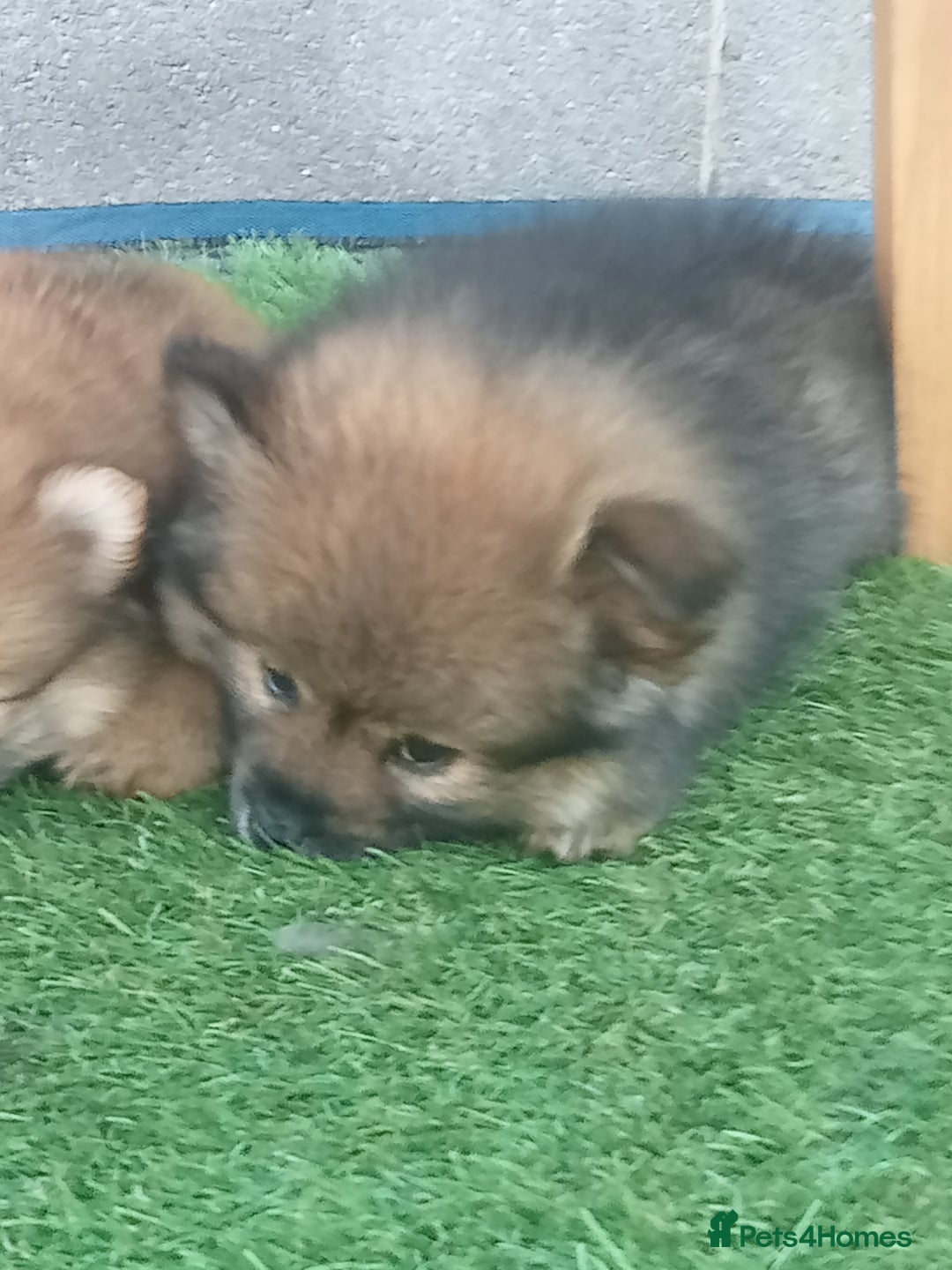 Pomeranian dogs for sale: Pomeranian fox boy dew to home falling through  in Worksop - Image 13