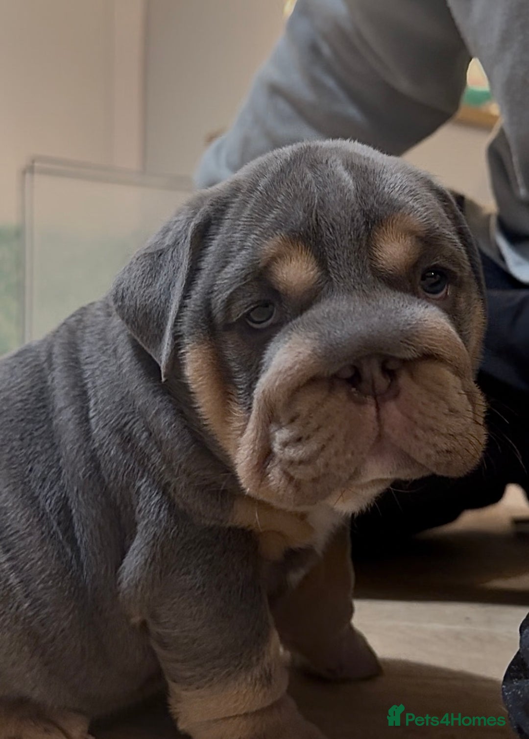 English Bulldog dogs for sale: English bulldog puppies - Advert 8