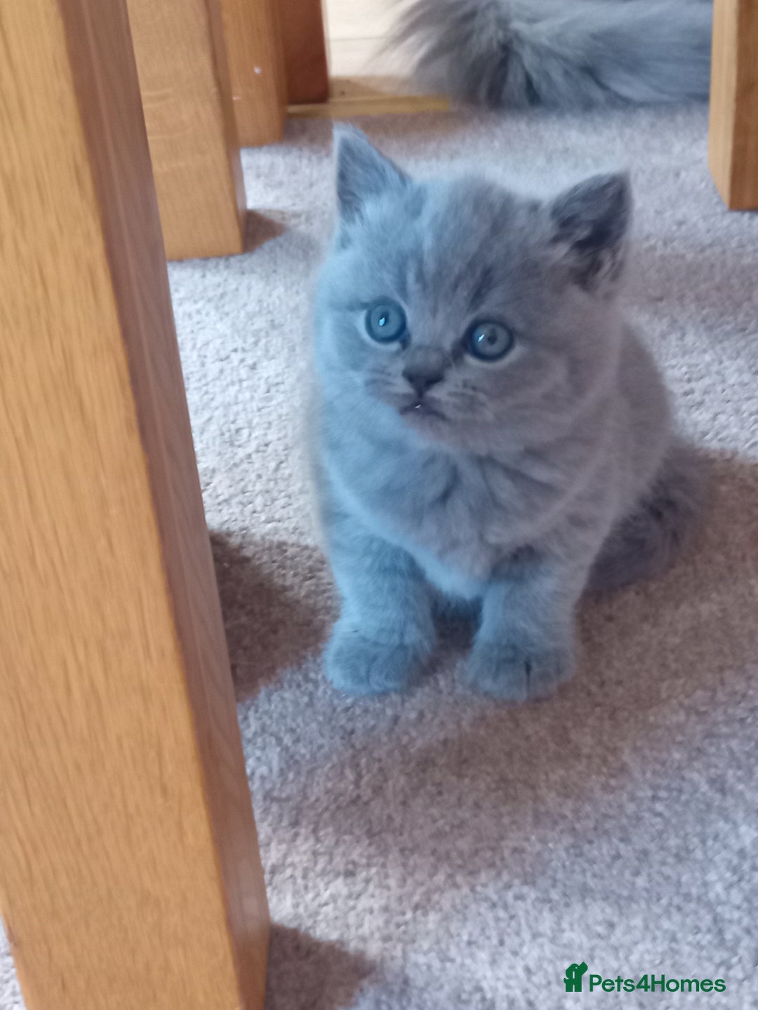 British Shorthair cats for sale: Gorgeous British short-hair kittens  - Image 2