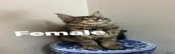 Maine Coon cats for sale: Licensed breeder-maine coon kittens - Advert 3