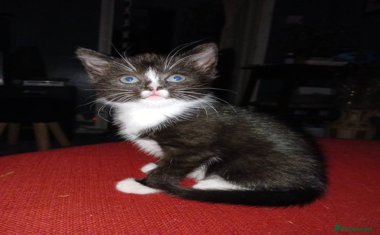 RagaMuffin cats - Advert 1