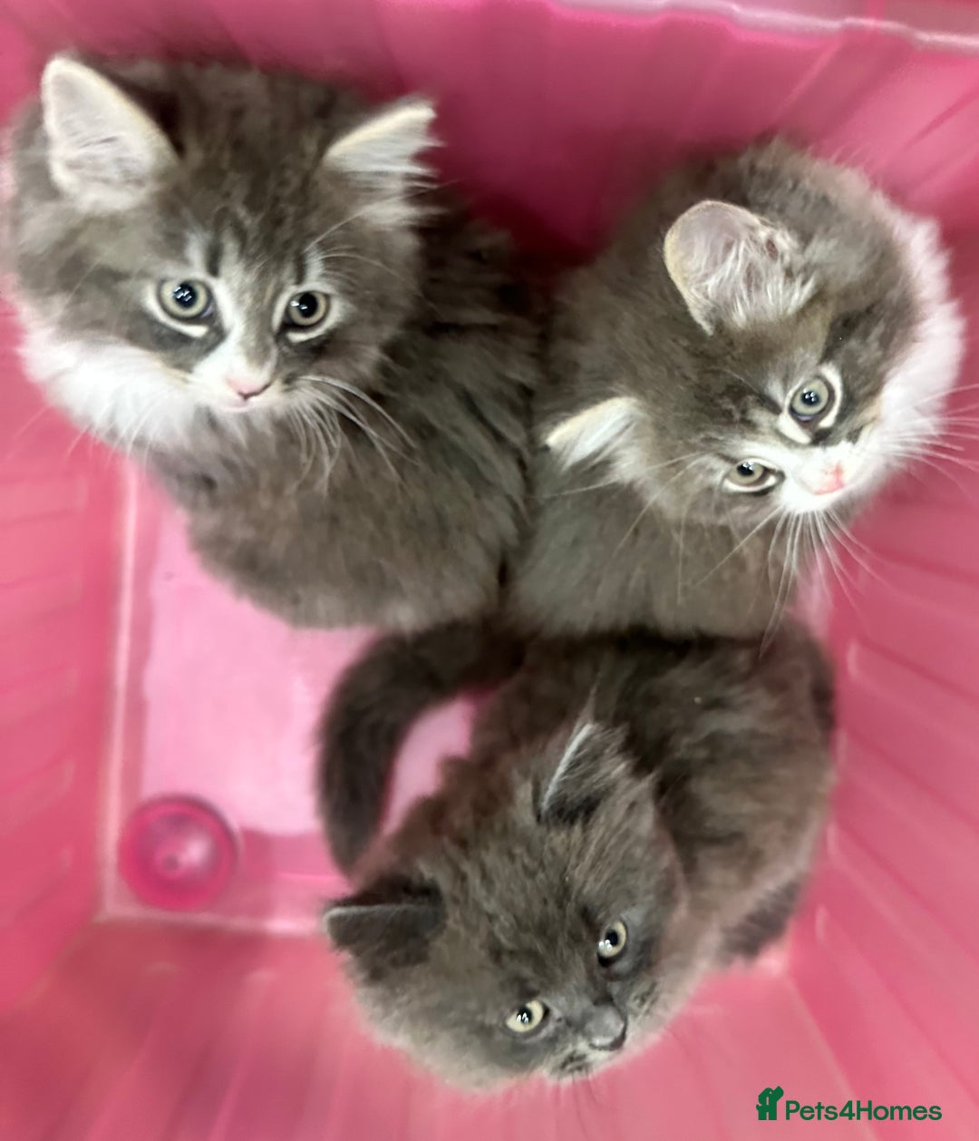 Norwegian Forest Cat cats for sale: 7 Exceptionally beautiful Norwegian Forest kittens - Advert 8