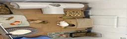Mixed Breed rabbits for sale: Bonded Male Rabbits  in Broxburn - Advert 8