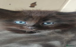 Mixed Breed cats for sale: Stunning long hair kittens for sale - Image 6