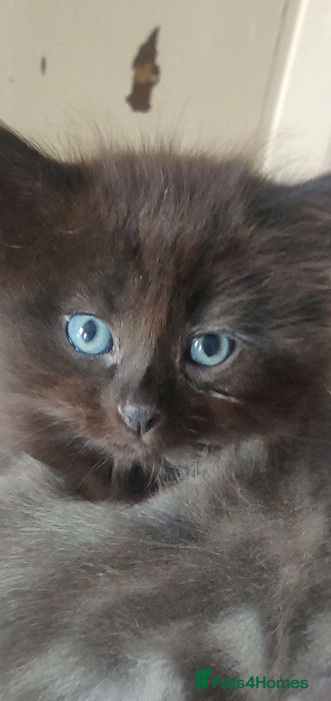Mixed Breed cats for sale: Stunning long hair kittens for sale - Image 6