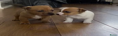 Jack Russell Puppy 3