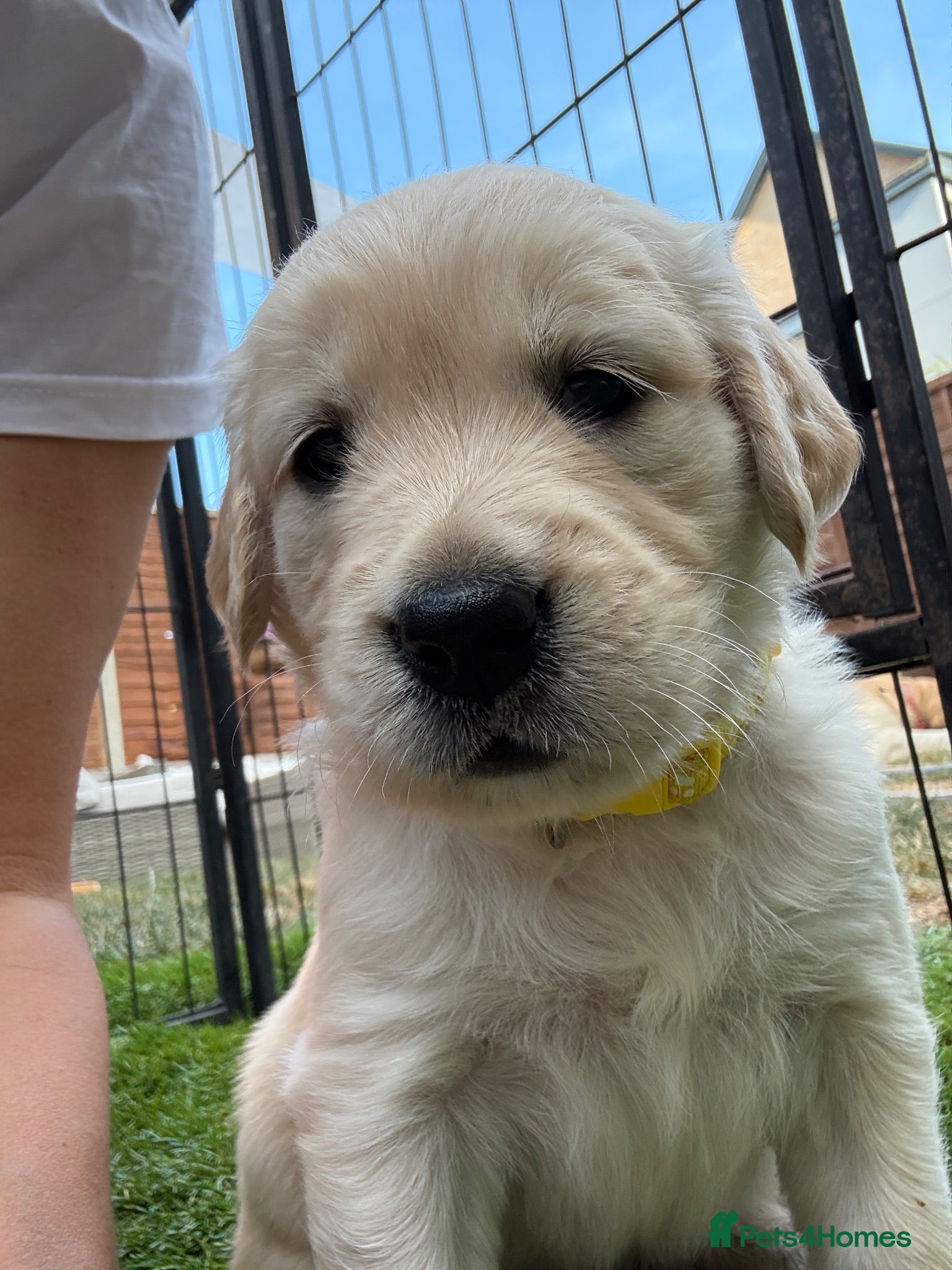 Golden Retriever dogs KC registered golden retriever puppies - Advert 2